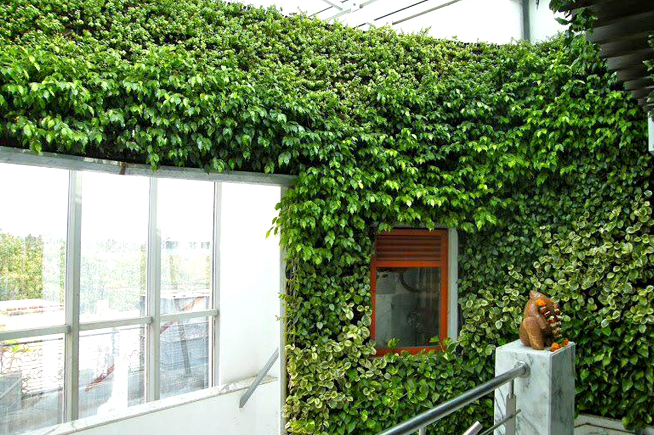 Sbl Farms Green walls and Living walls, Vertical Garden, Bio Curtains